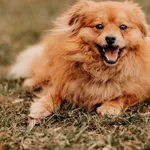 Pies do adopcji, Czartki, 12 marca 2025