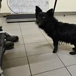 Pies do adopcji, Choszczno, 28 lutego 2025