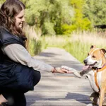 Znaleziono psa, Sosnowiec, 11 marca 2025