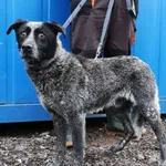 Znaleziono psa, Łódź, 13 marca 2025