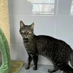 Kot do adopcji, Tychy, 17 lutego 2025