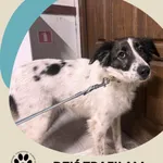 Znaleziono psa, Dąbrówka, 26 listopada 2025