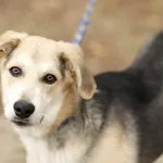 Pies do adopcji, Elbląg, 13 marca 2025