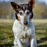 Pies do adopcji, Radom, 27 lutego 2025