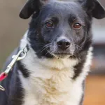 Pies do adopcji, Zgierz, 14 marca 2025