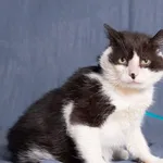 Kot do adopcji, Gdańsk, 21 marca 2024