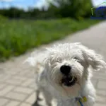 Znaleziono psa, Szczecin, 14 marca 2025