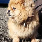 Znaleziono psa, Łódź, 14 marca 2025