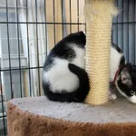 Znaleziono kota, Łódź, 15 marca 2025