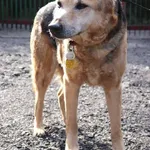 Znaleziono psa, Łódź, 14 marca 2025