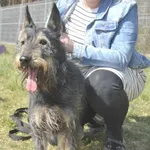 Pies do adopcji, Piła, 11 czerwca 2022