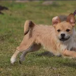 Znaleziono psa, Grudziądz, 28 grudnia 2024