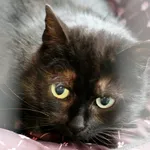 Znaleziono kota, Wałbrzych, 12 marca 2025