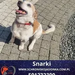 Snarki