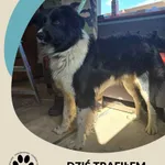 Znaleziono psa, Dąbrówka, 15 marca 2025