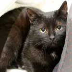 Znaleziono kota, Wałbrzych, 7 marca 2025