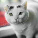 Znaleziono kota, Sosnowiec, 12 marca 2025