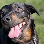 Znaleziono psa, Tatary, 6 marca 2025