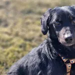 Znaleziono psa, Tatary, 6 marca 2025