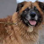 Znaleziono psa, Tatary, 11 marca 2025