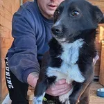 Pies do adopcji, Orzechowce, 13 marca 2025