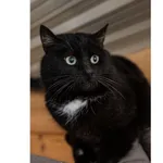 Znaleziono kota, Białystok, 15 stycznia 2025