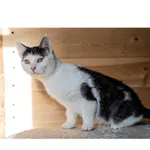 Znaleziono kota, Białystok, 15 października 2024