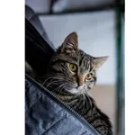 Znaleziono kota, Białystok, 22 listopada 2024