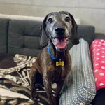 Znaleziono psa, Szczecin, 18 marca 2025