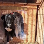 Pies do adopcji, Orzechowce, 13 marca 2025