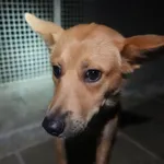 Znaleziono psa, Gdańsk, 18 marca 2025