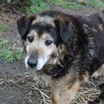 Pies do adopcji, Bełchatów, 14 lipca 2020