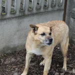 Pies do adopcji, Bełchatów, 22 listopada 2017