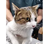 Znaleziono kota, Białystok, 20 lutego 2025