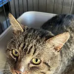 Znaleziono kota, Dobra, 17 marca 2025