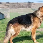 Pies do adopcji, Racławice, 12 marca 2025