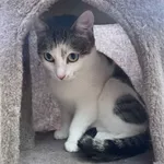 Kot do adopcji, Włocławek, 18 marca 2025