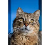 Znaleziono kota, Białystok, 14 listopada 2024