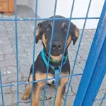 Pies do adopcji, Gorzów Wielkopolski, 8 lutego 2026