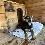 Pies do adopcji, Rytlów, 5 maja 2026