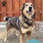 Znaleziono psa, Gdynia, 12 marca 2025