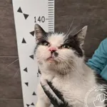 Imię: Przyjęty: 2024-12-04 Płeć: Kotka Opis: europejska, biało - czarne Wiek: ok. ok. 10 lat