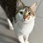 Znaleziono kota, Lublin, 19 marca 2025