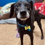 Znaleziono psa, Szczecin, 22 marca 2025