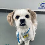 Znaleziono psa, Szczecin, 22 marca 2025