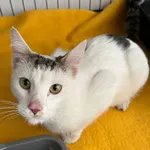 Znaleziono kota, Dobra, 22 marca 2025