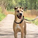 Znaleziono psa, Sosnowiec, 20 marca 2025