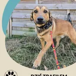 Znaleziono psa, Dąbrówka, 20 marca 2025