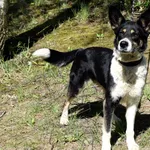 Znaleziono psa, Pieckowo, 20 marca 2025