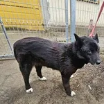 Pies do adopcji, Oborniki, 25 lutego 2025